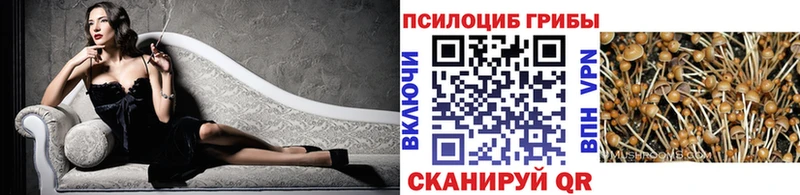 Купить где  Мезень  Псилоцибиновые грибы Psilocybe 